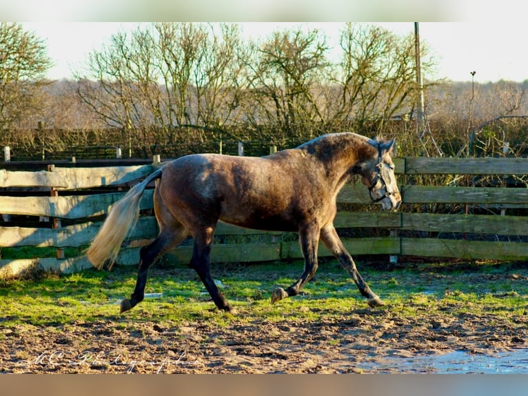 PRE Croisé Jument 5 Ans 171 cm Gris (bai-dun) in Polenz