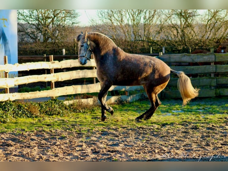 PRE Croisé Jument 5 Ans 171 cm Gris (bai-dun) in Polenz