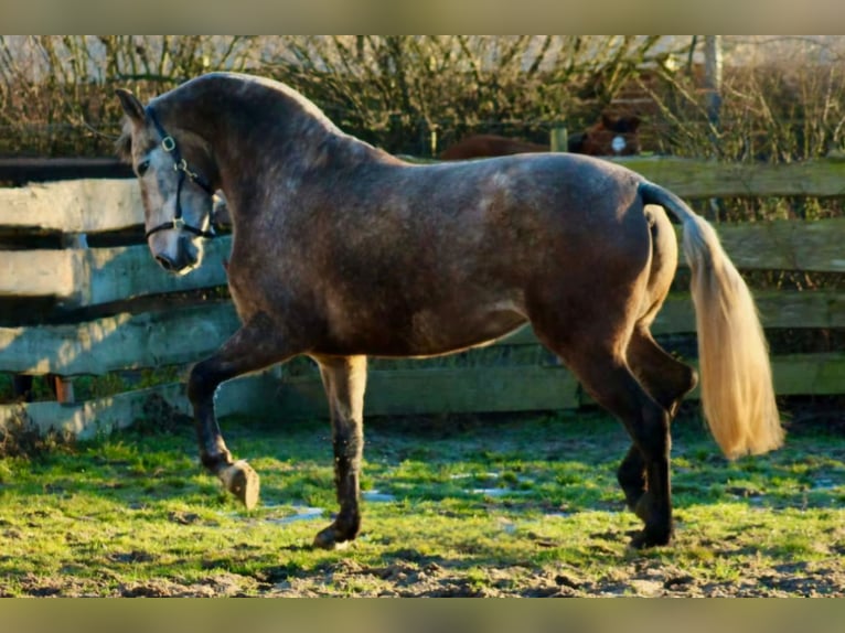 PRE Croisé Jument 5 Ans 171 cm Gris (bai-dun) in Polenz