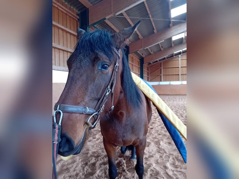 PRE Jument 5 Ans 172 cm Bai in Kenn