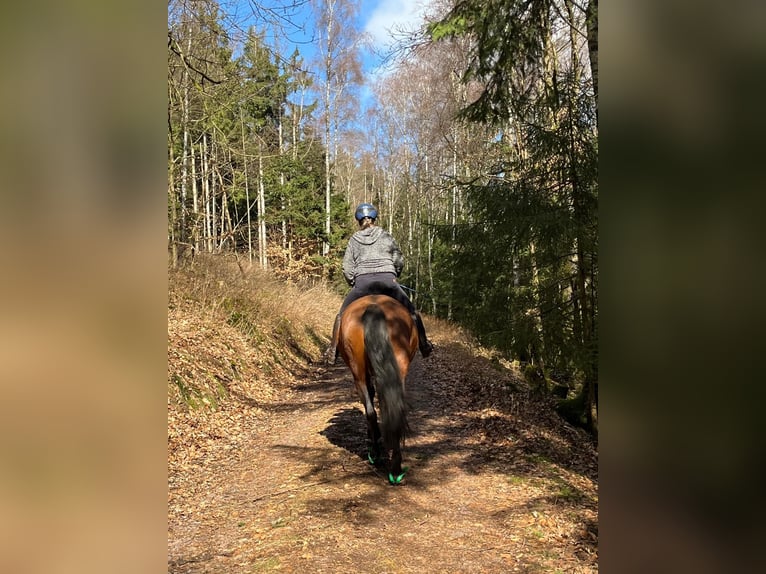 PRE Croisé Jument 5 Ans 172 cm Bai in Losheim am See