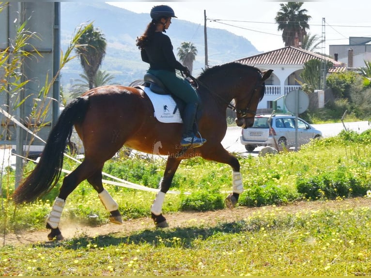 PRE Croisé Jument 5 Ans 172 cm Bai in Provinz Malaga