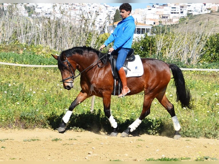 PRE Croisé Jument 5 Ans 172 cm Bai in Provinz Malaga