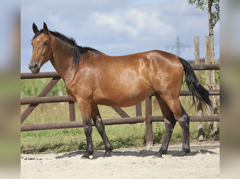 PRE Croisé Jument 5 Ans 174 cm Bai in Bissendorf