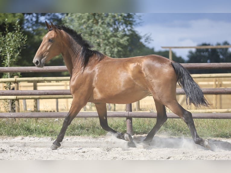 PRE Croisé Jument 5 Ans 174 cm Bai in Bissendorf