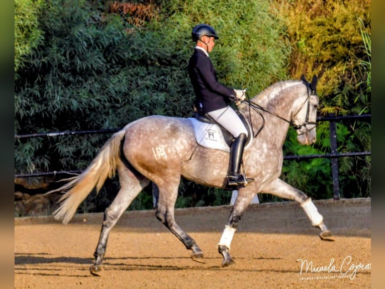 PRE Jument 5 Ans 175 cm Gris pommelé in Sevilla