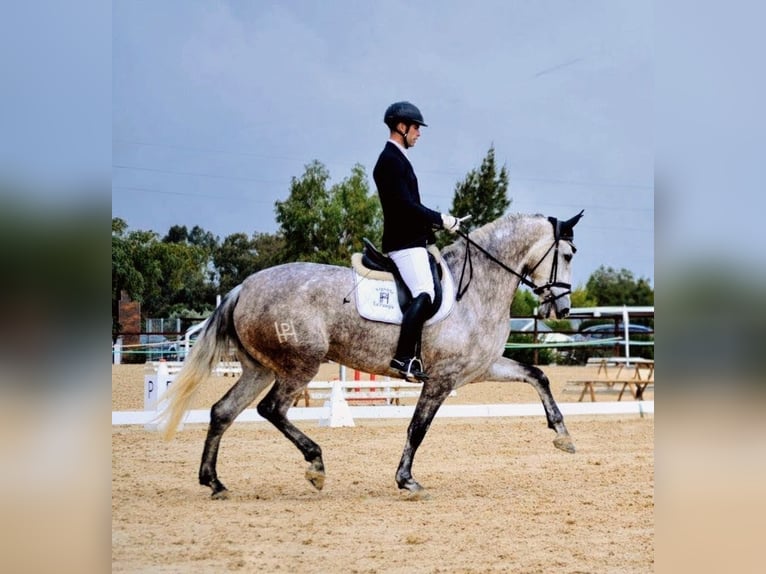 PRE Jument 5 Ans 175 cm Gris pommelé in Sevilla