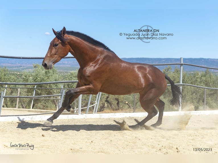 PRE Croisé Jument 5 Ans 177 cm Bai in Arjona