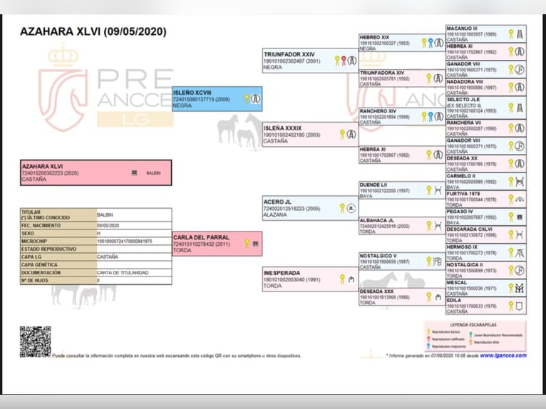 PRE Jument 5 Ans Bai in Berlin