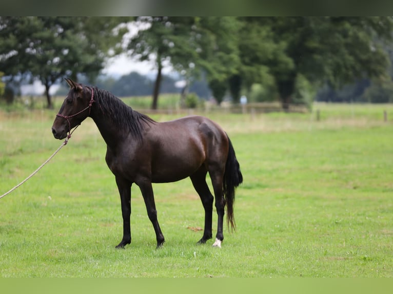 PRE Croisé Jument 5 Ans Bai in Bissendorf