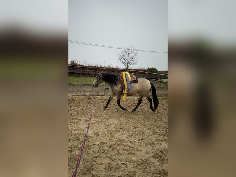 PRE Croisé Jument 5 Ans Isabelle in Daleiden