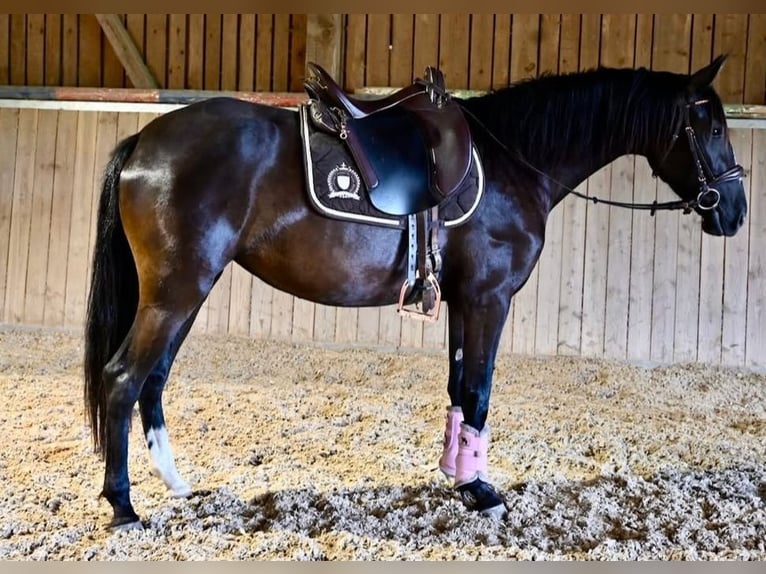 PRE Jument 5 Ans Noir in Klettgau