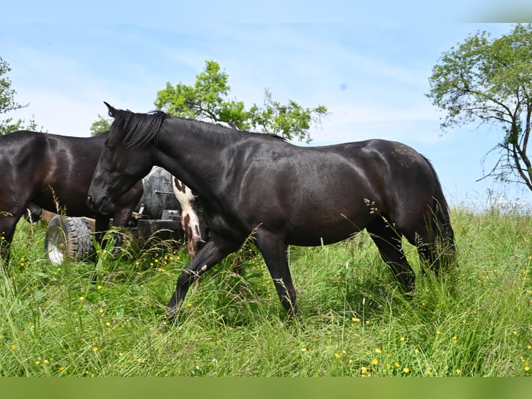 PRE Jument 5 Ans Noir in Klettgau