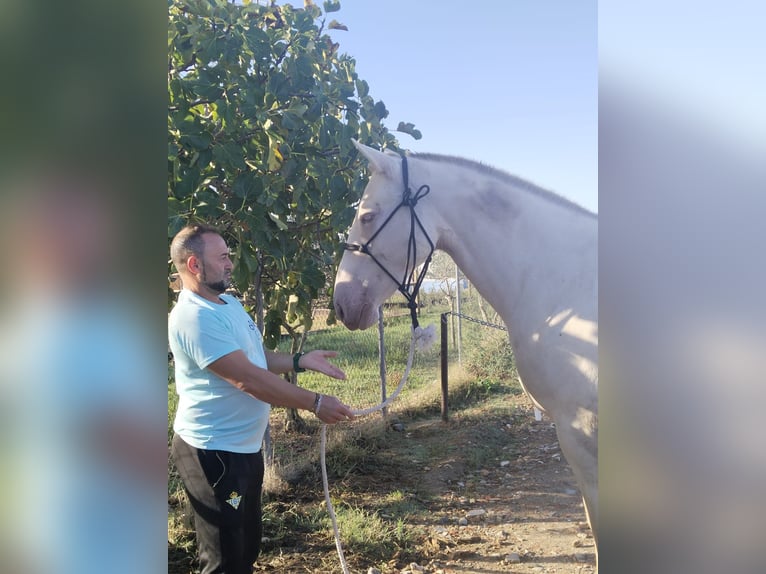 PRE Croisé Jument 5 Ans Perle in Moraleja