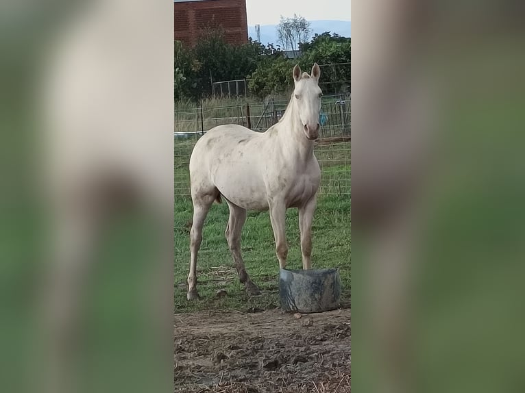 PRE Croisé Jument 5 Ans Perle in Moraleja