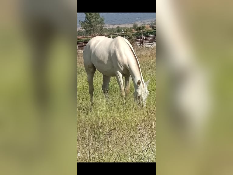 PRE Croisé Jument 5 Ans Perle in Moraleja