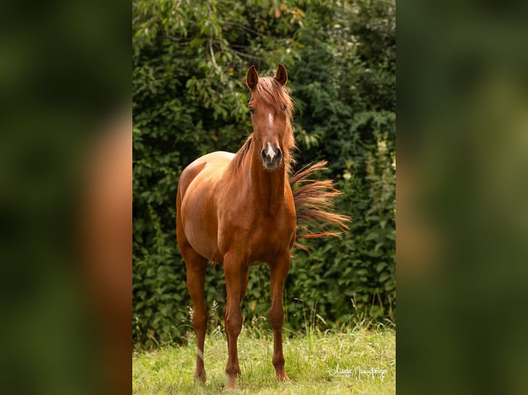 PRE Jument 6 Ans 151 cm Alezan in Feuchtwangen