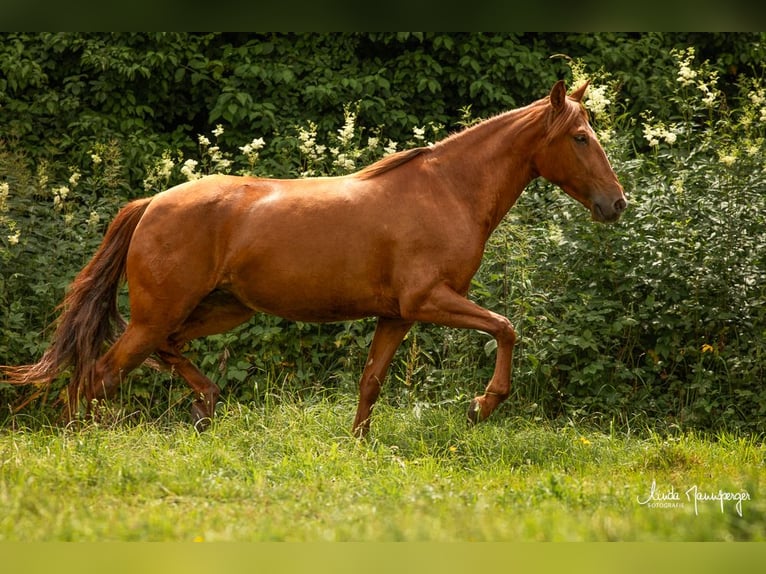 PRE Jument 6 Ans 154 cm Alezan in Feuchtwangen