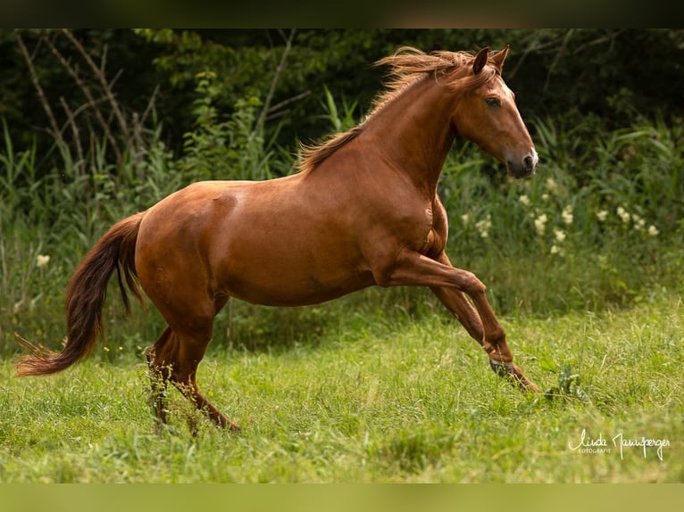 PRE Jument 6 Ans 154 cm Alezan in Feuchtwangen