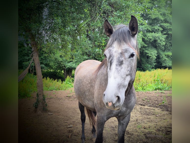 PRE Croisé Jument 6 Ans 154 cm Gris in Boveda