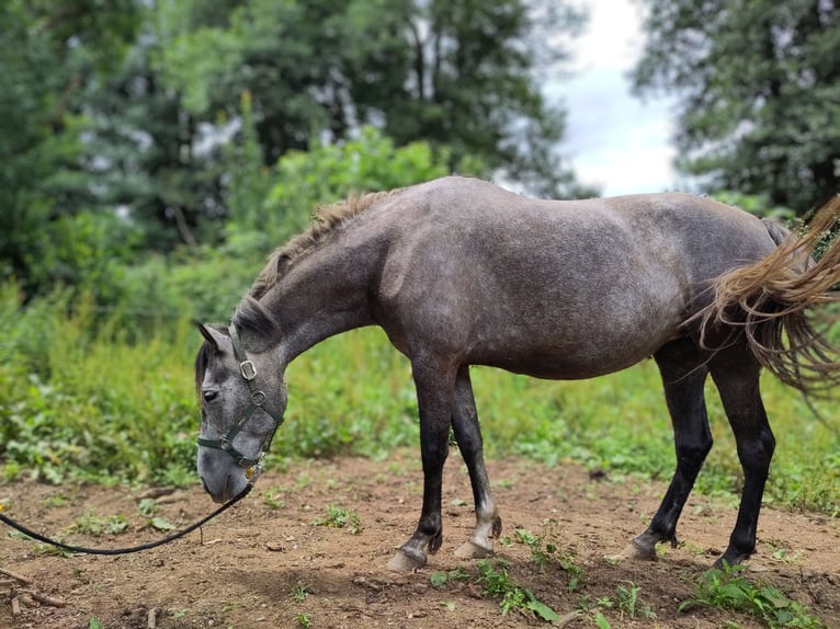 PRE Croisé Jument 6 Ans 154 cm Gris in Boveda