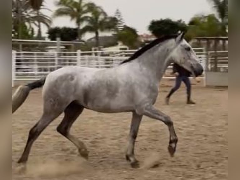 PRE Croisé Jument 6 Ans 155 cm in GIGJON