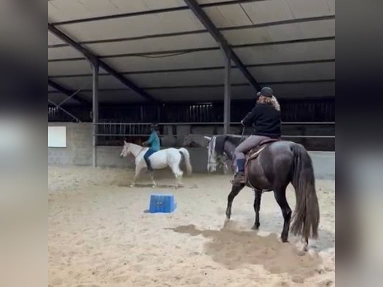 PRE Croisé Jument 6 Ans 155 cm Gris in Landegem PRE Croisé Jument 6 Ans 155 cm Gris in Landegem