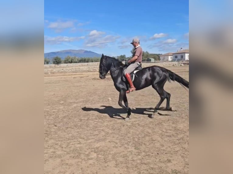 PRE Jument 6 Ans 155 cm Noir in Higuera De Las Dueñas