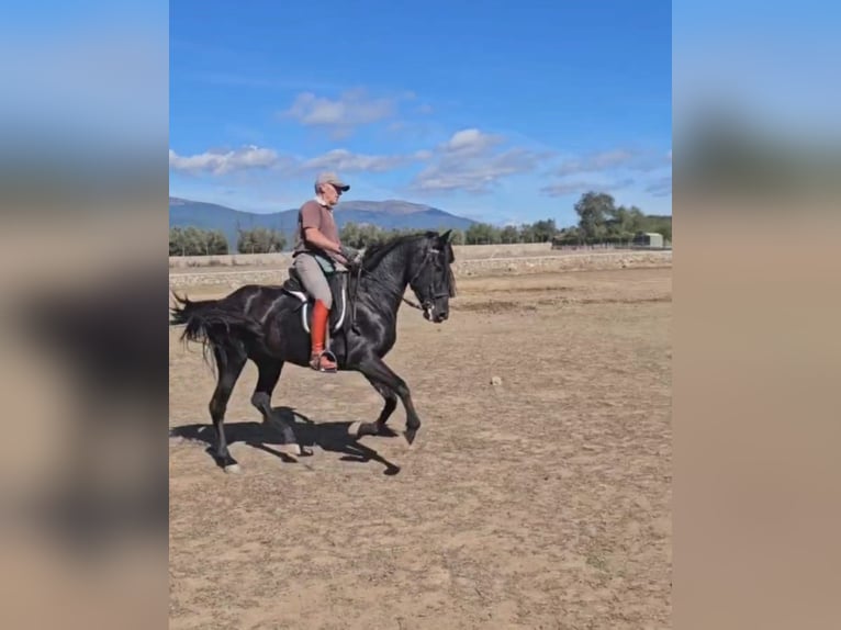 PRE Jument 6 Ans 155 cm Noir in Higuera De Las Dueñas