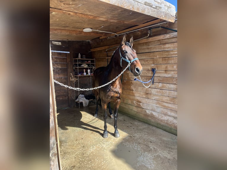 PRE Croisé Jument 6 Ans 156 cm Bai in Larraga