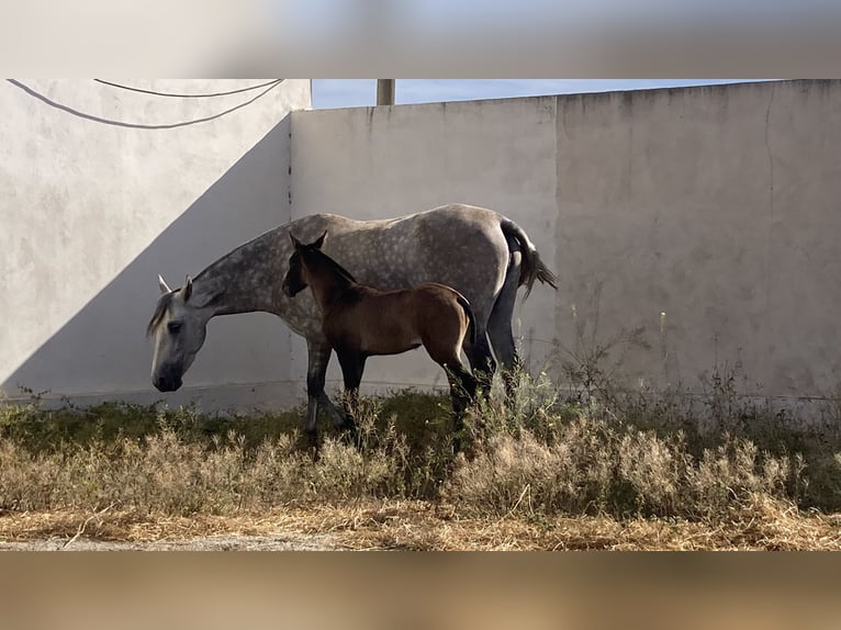 PRE Jument 6 Ans 156 cm Gris in Sorbas