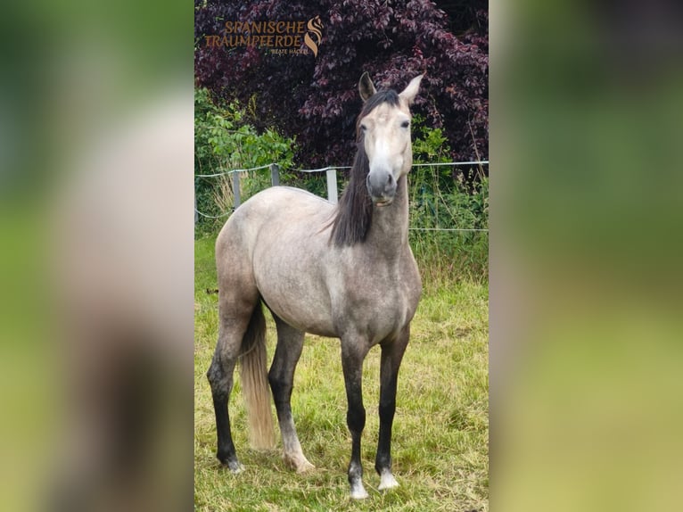 PRE Jument 6 Ans 158 cm Aubère in Mückeln