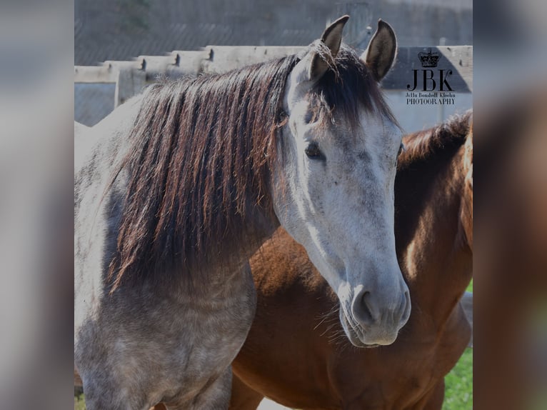 PRE Jument 6 Ans 158 cm Gris (bai-dun) in Tabernas Almeria