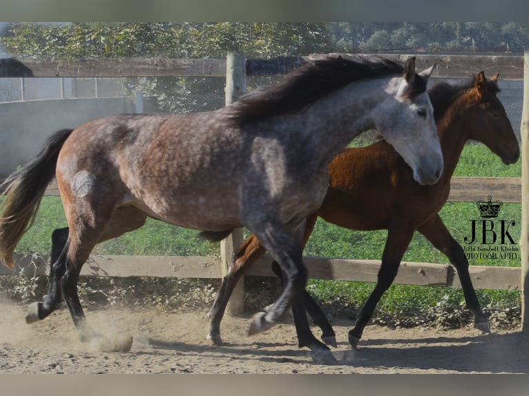 PRE Jument 6 Ans 158 cm Gris (bai-dun) in Tabernas Almeria