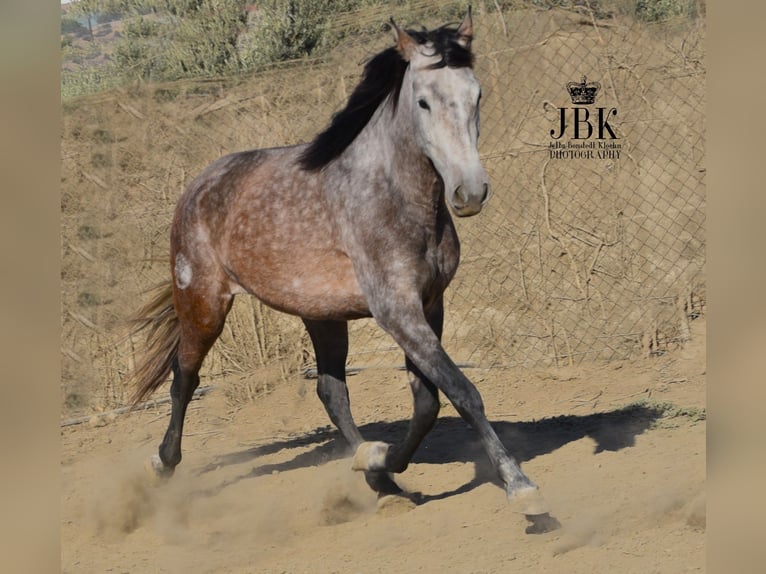 PRE Jument 6 Ans 158 cm Gris (bai-dun) in Tabernas Almeria