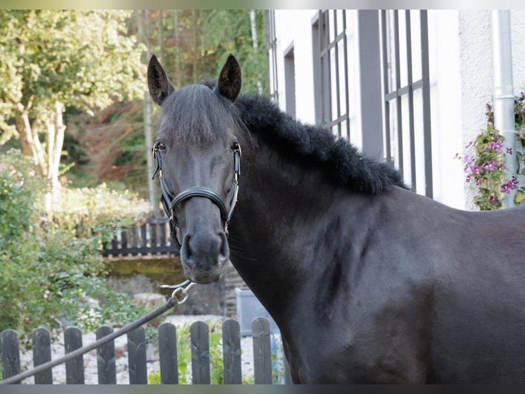 PRE Croisé Jument 6 Ans 158 cm Noir in Winkel