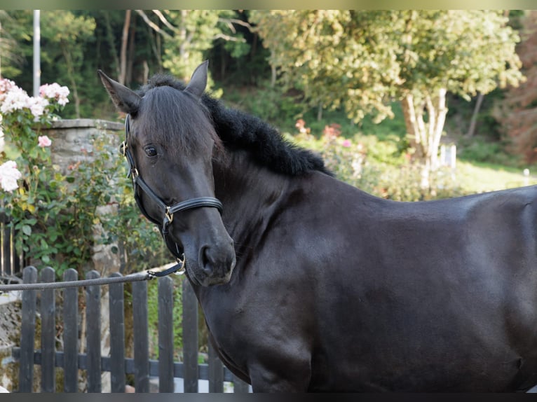 PRE Croisé Jument 6 Ans 158 cm Noir in Winkel