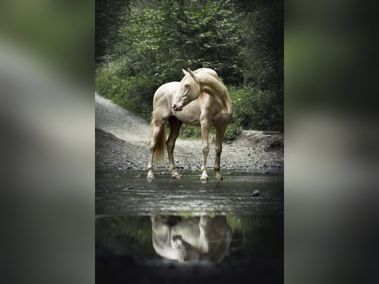 PRE Jument 6 Ans 158 cm Palomino in Heinkenszand