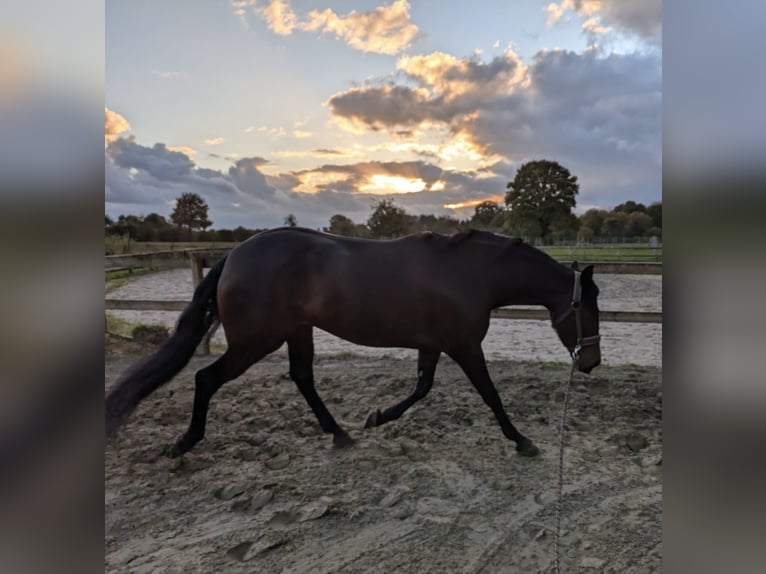 PRE Croisé Jument 6 Ans 159 cm Bai brun in Ellerhoop