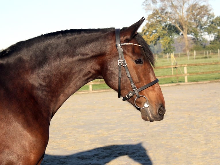 PRE Croisé Jument 6 Ans 159 cm Bai brun in Ellerhoop