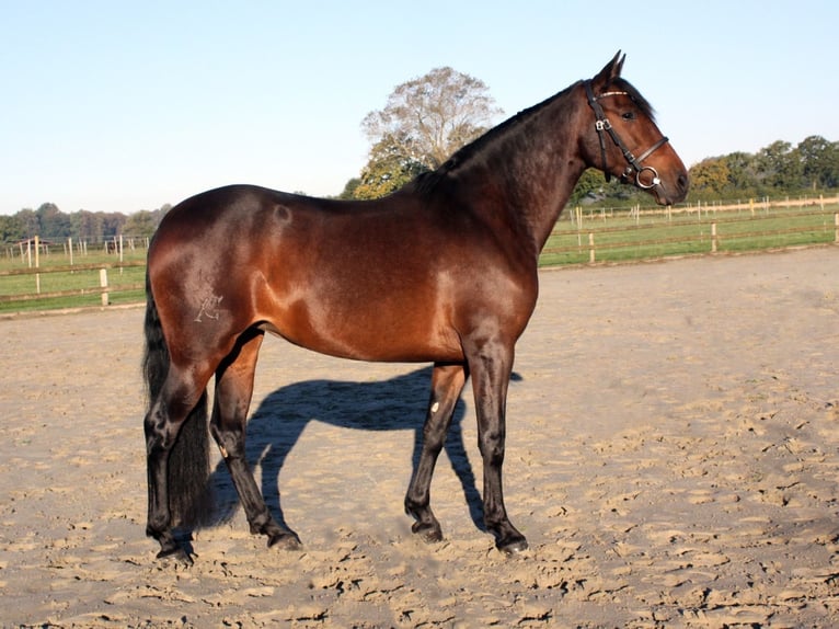 PRE Croisé Jument 6 Ans 159 cm Bai brun in Ellerhoop