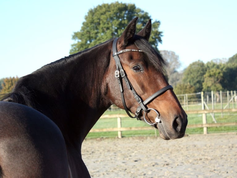 PRE Croisé Jument 6 Ans 159 cm Bai brun in Ellerhoop