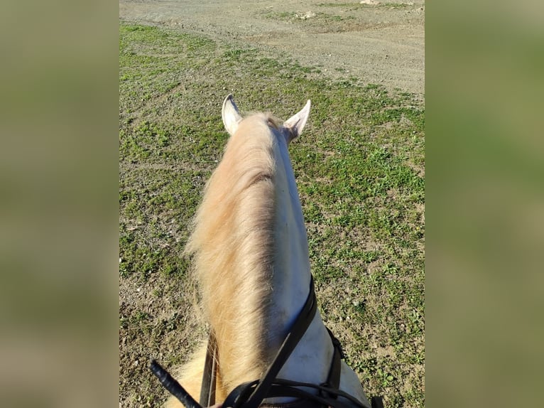 PRE Jument 6 Ans 159 cm Perlino in El Espinar