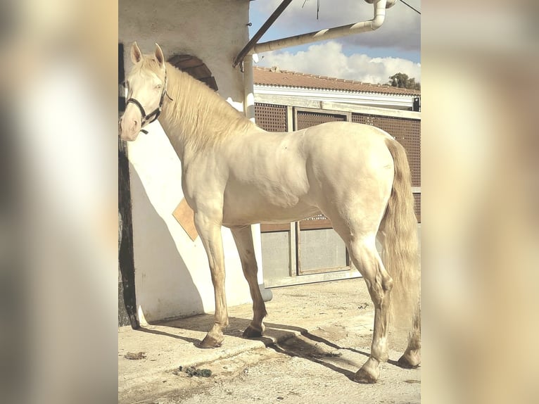 PRE Jument 6 Ans 159 cm Perlino in El Espinar