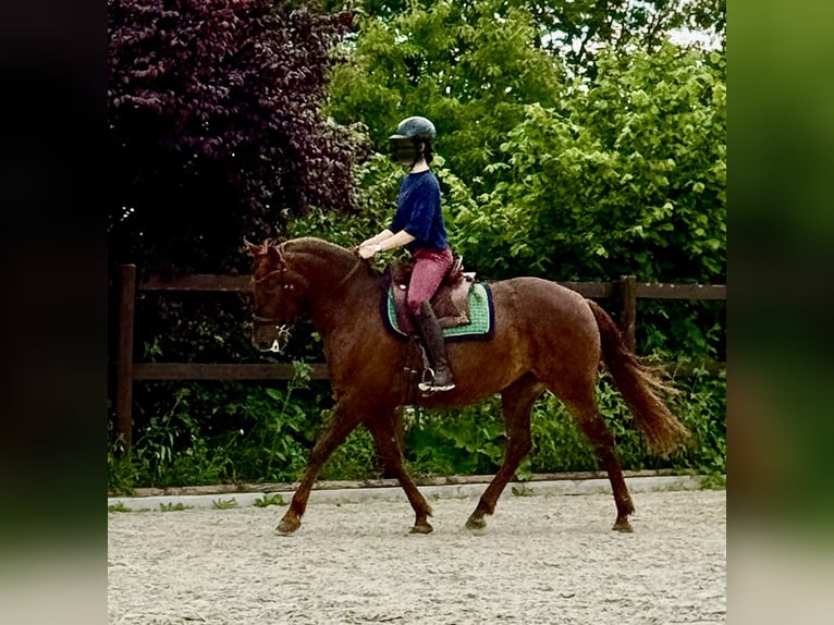PRE Jument 6 Ans 160 cm Alezan in StahnsdorfStahnsdorf