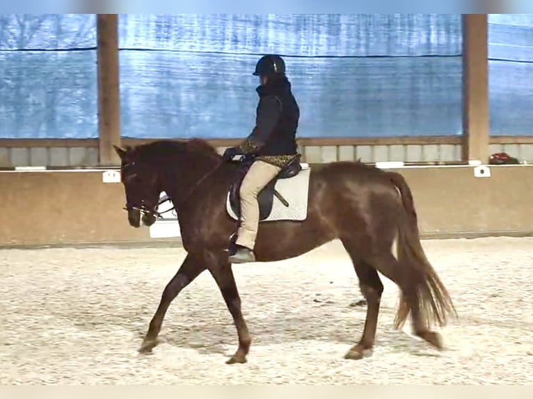 PRE Jument 6 Ans 160 cm Alezan in StahnsdorfStahnsdorf