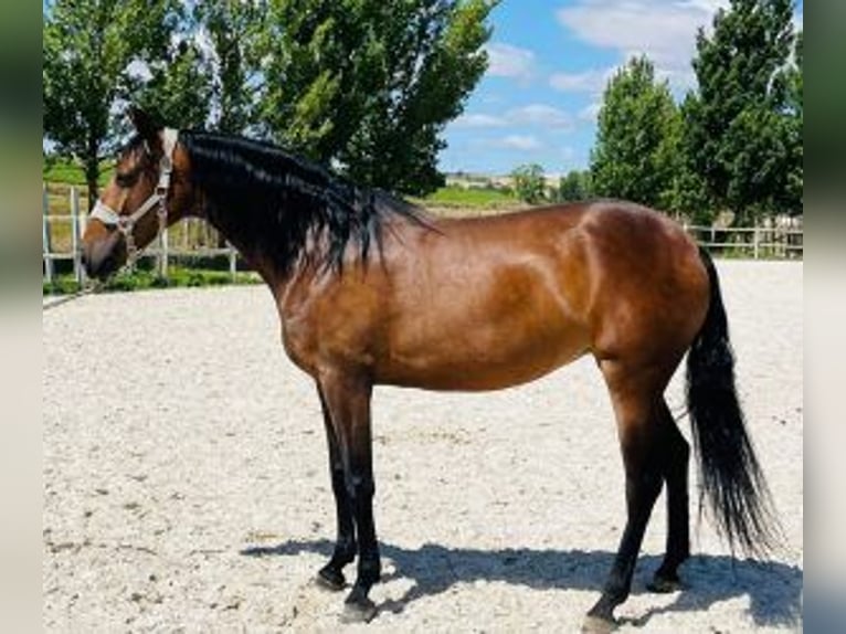 PRE Croisé Jument 6 Ans 160 cm Bai cerise in MADRID
