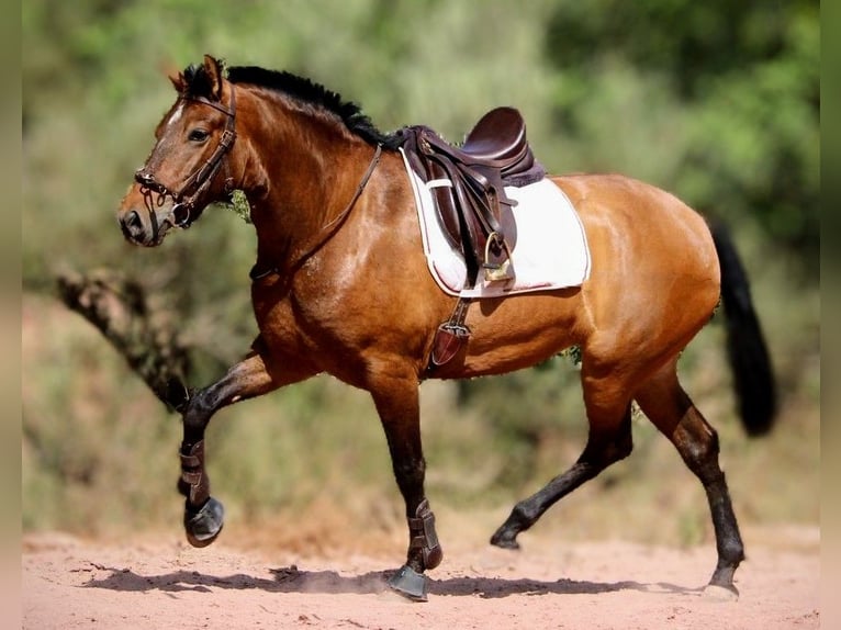 PRE Croisé Jument 6 Ans 160 cm Bai in Valencia