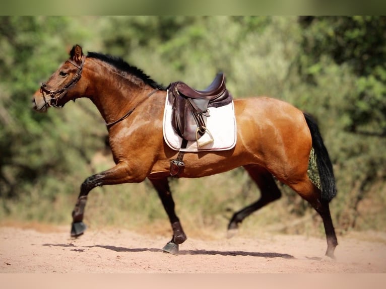 PRE Croisé Jument 6 Ans 160 cm Bai in Valencia