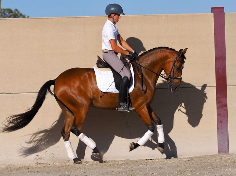 PRE Croisé Jument 6 Ans 160 cm Bai in Navas Del Madroño